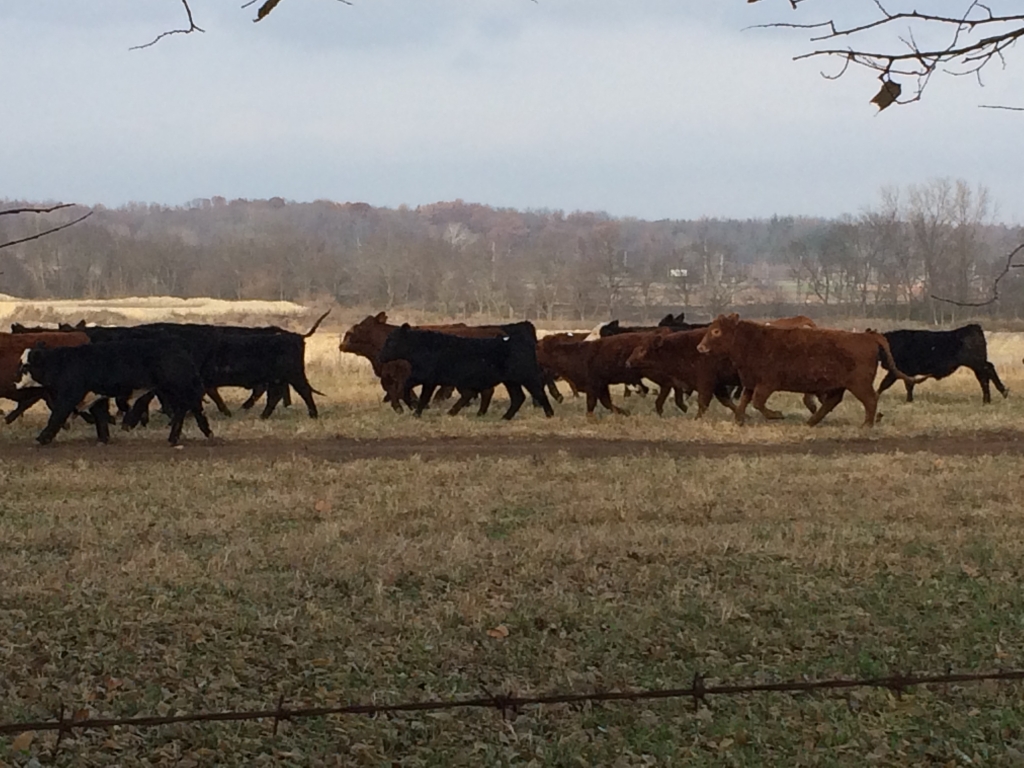 herd of cattle